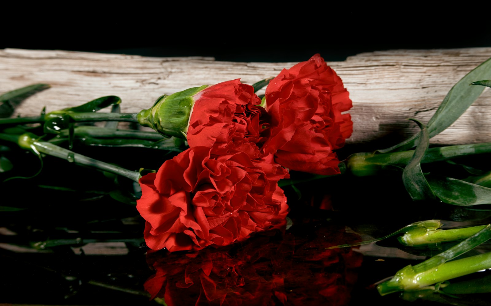 Red carnations