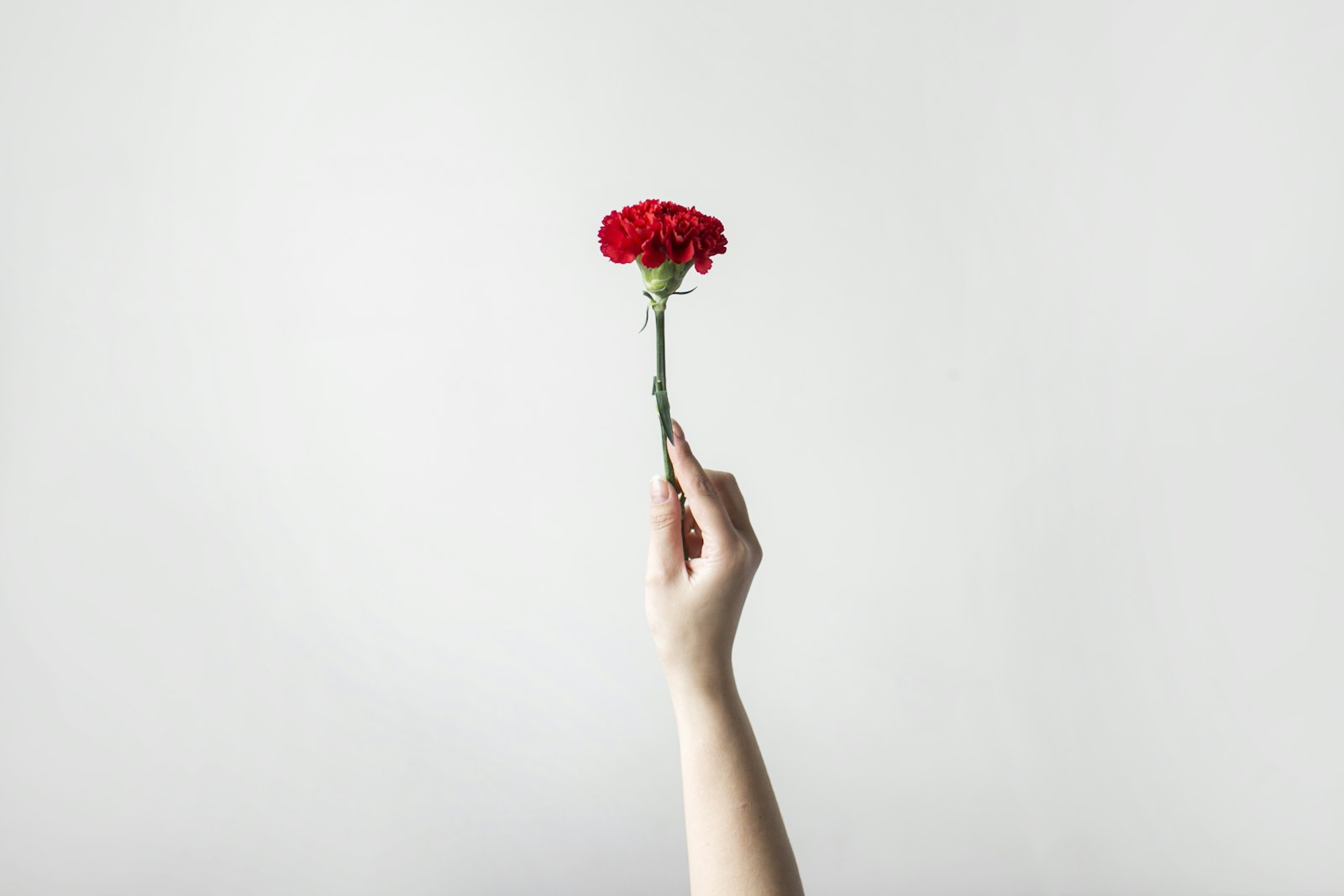 Hand holding a red carnation